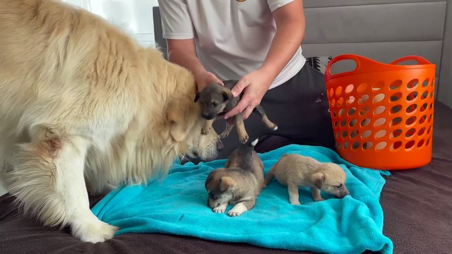 Golden Retriever Meets Puppies for the First Time – Hilarious Surprises & a Unique Video 🐶✨
