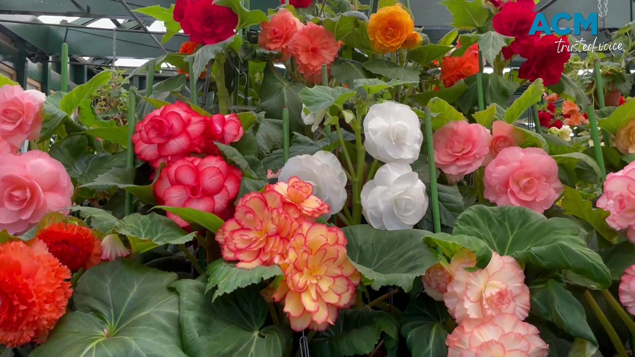 Bathurst Begonia House, 2025