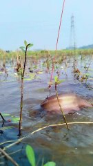 Hook trap fishing #viralvideoシ #shortsvideo #fishing #fishingtechniques #hookfishing