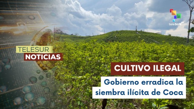 En Bolivia, el gobierno erradica más de 9 mil hectáreas de cultivos de coca ilegales por año