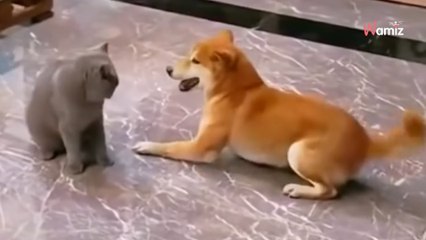 Reaktion des Hundes auf eine wütende Katze lässt kein Auge trocken (Video)
