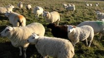 Farmers worry dog attack epidemic will halt lambing season