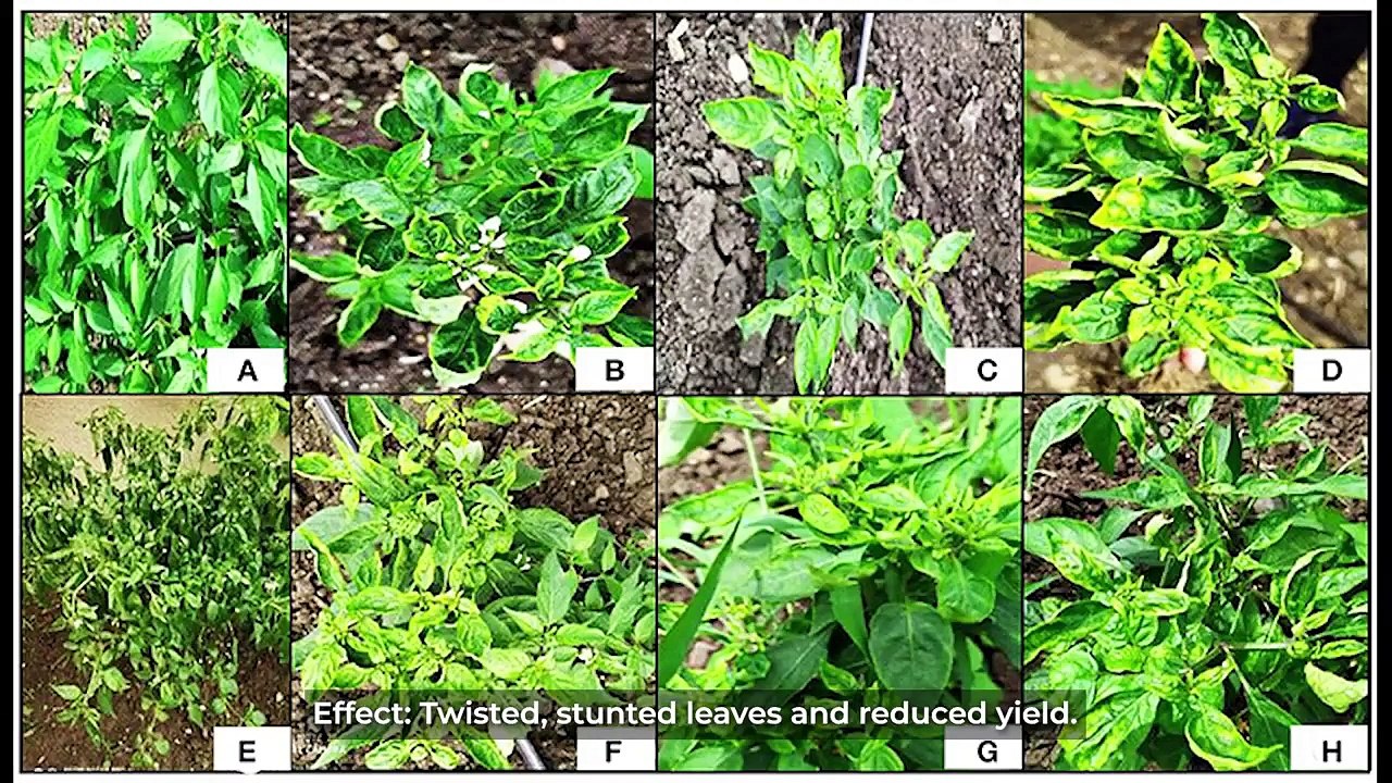 Uncover the Secrets of Best Pesticides in India | NACL Industries