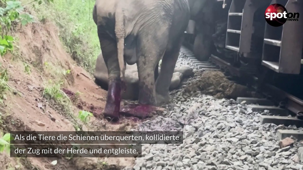 Horror-Unfall: Sechs Elefanten sterben bei Zugunglück