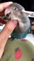 These parrots look like children🦜#funny #funniest pet moments #pets #shorts  #parrot