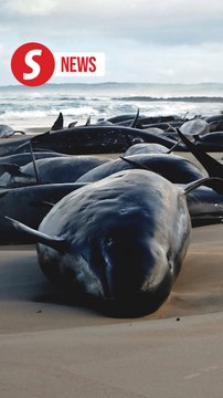 Australia begins euthanising false killer whales after mass stranding