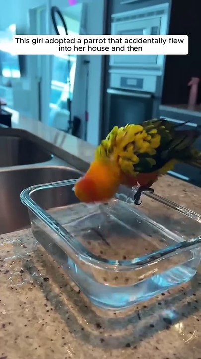 This girl adopted a parrot that accidentally flew into her house, and then #animalshorts