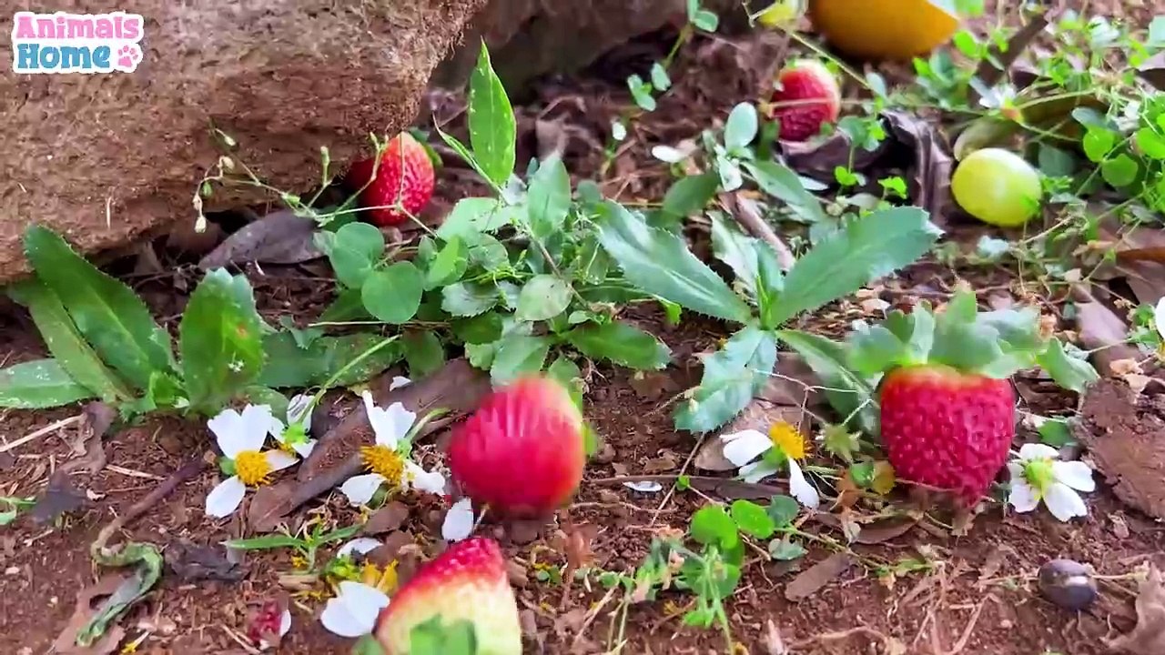 Farmer BiBi takes ducklings to pick fruit