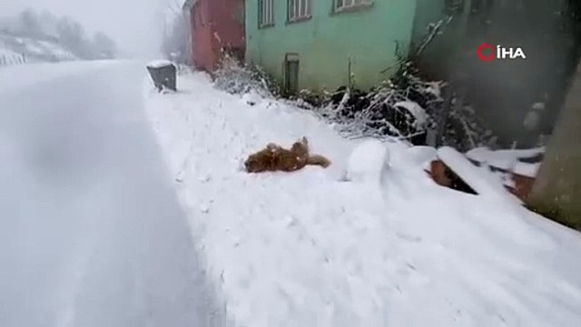 Bartın’da kar yağdı renkli renkli görüntüler ortaya çıktı