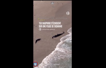 Australie : plus de 150 dauphins s'échouent sur une plage de Tasmanie