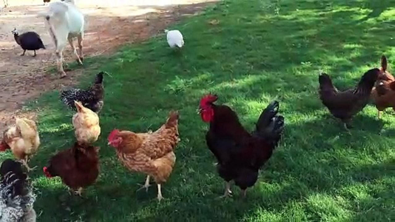 king big chicken