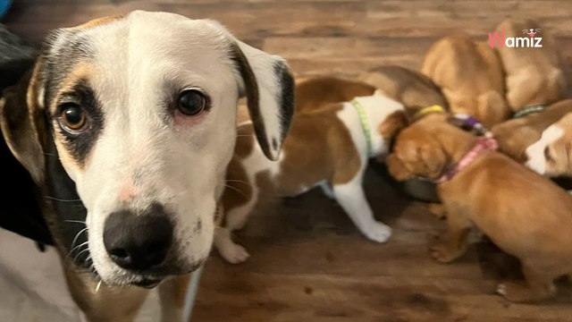 11 chiots sont coincés dans un tronc d'arbre : les sauveteurs doivent ruser pour les sauver (vidéo)