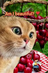 Funny cat videos..ai cat .. have fun