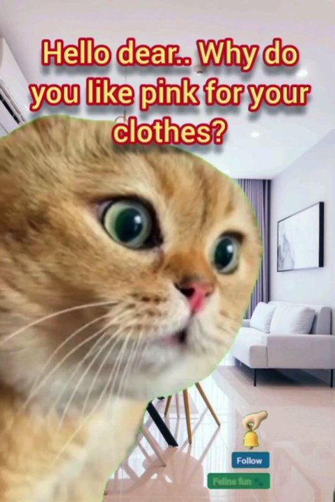 Funny cat videos..ai cat .. have fun