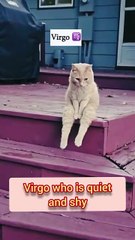 Funny cat videos.. cats horoscopes.. ai cat .. have fun