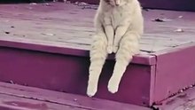 Funny cat videos.. cats horoscopes.. ai cat .. have fun
