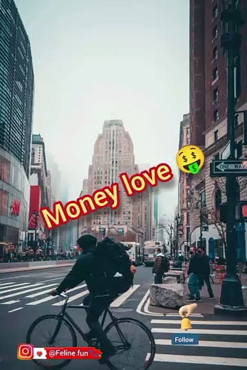 Funny cat videos..ai cat .. have fun