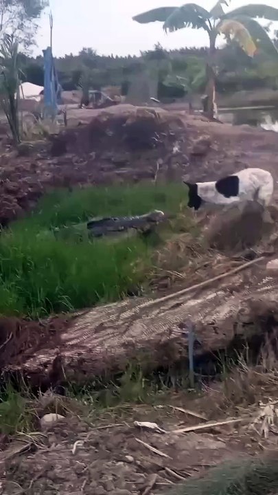 Crocodile passing to river while dog barking and without eating it😱