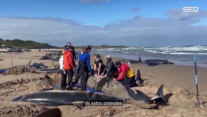 Sacrifican a decenas de ballenas en Australia