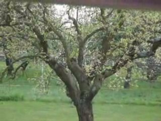 Petits broutards du printemps