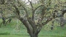 Petits broutards du printemps
