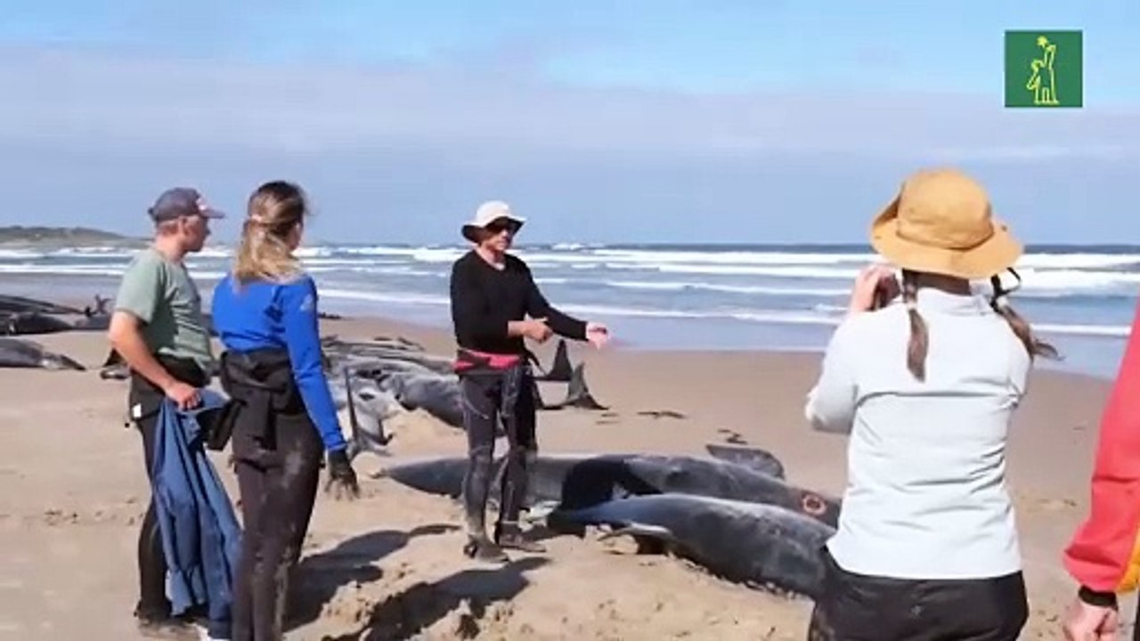 Termina la operación para sacrificar a decenas de ballenas varadas en playa de Australia
