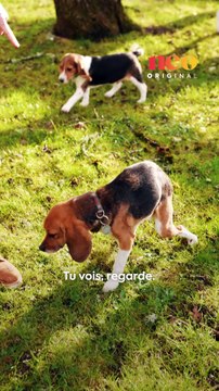 Virginie sauve des chiens utilisés pour servir à des expérimentations en laboratoire