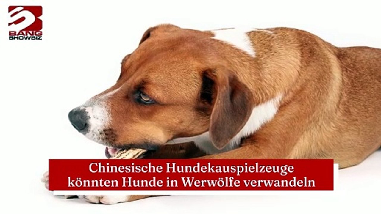 Chinesische Hundekauspielzeuge könnten Hunde in Werwölfe verwandeln