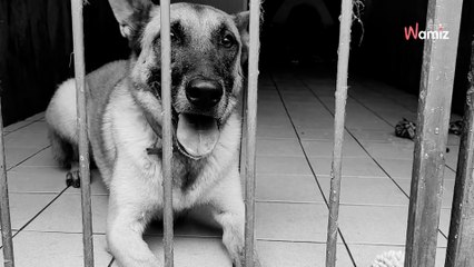 Après 3 ans de refuge, ce chien incompris désespère de sortir un jour de sa triste vie en box : qui le verra enfin ?