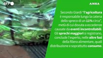 ANSA VERIFIED - E' vero che l'agricoltura e' tra i principali responsabili degli sprechi alimentari?
