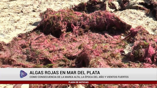 ALGAS ROJAS EN MAR DEL PLATA