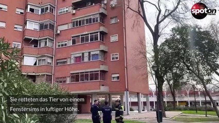 Feuerwehr rettet Ziege aus fünftem Stock