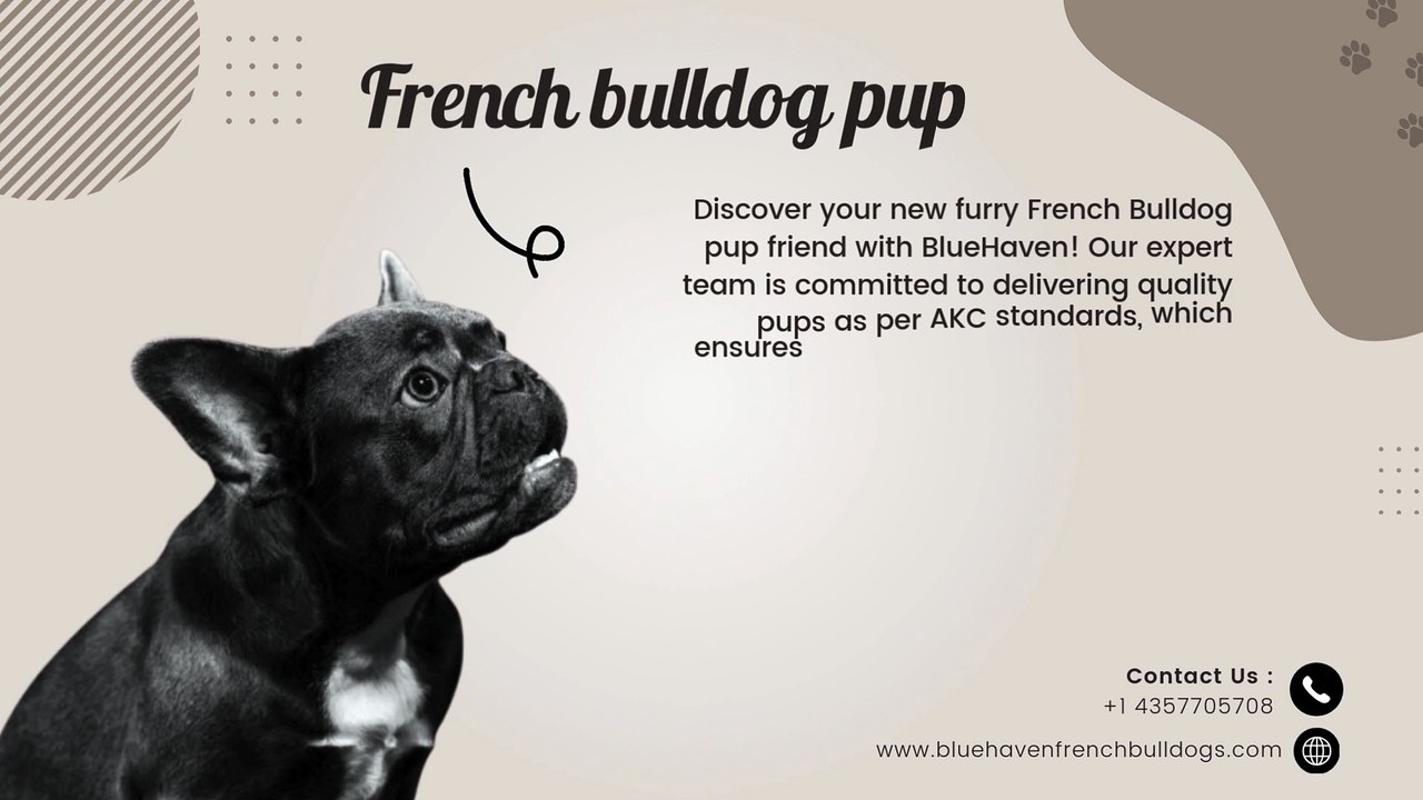 Find Your Perfect French Bulldog Pup With BlueHaven Your Trusted Partner for High Quality Buldog Pups