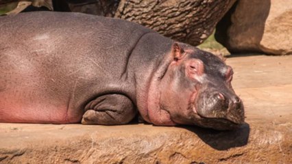 Video reveló a hombre conviviendo con un hipopótamo como mascota en el Magdalena Medio 