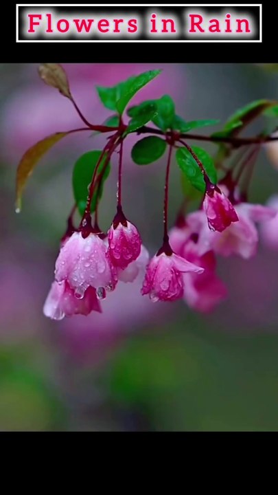 Flowers in Rain