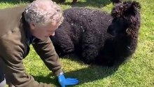 A newborn alpaca baby, welcomed into the world