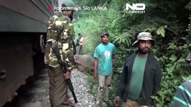 Treno si scontra con un branco di elefanti nello Sri Lanka: morti 6 animali, illesi i passeggeri