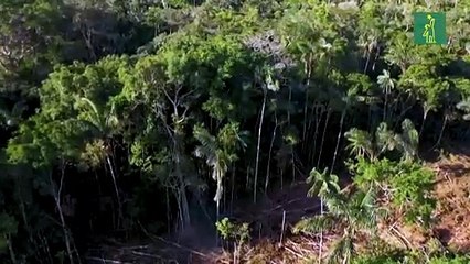 Deforestación en Amazonía arrasó área similar a Colombia en 40 años