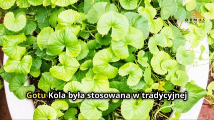Gotu Kola: Sekret Wiecznej Młodości – Jak Ten Eliksir Odmienia Twój Mózg? Obejrzyj Teraz!