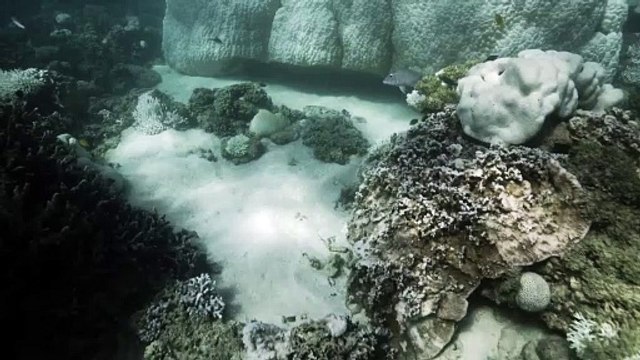 Ningaloo Reef suffers widespread coral bleaching