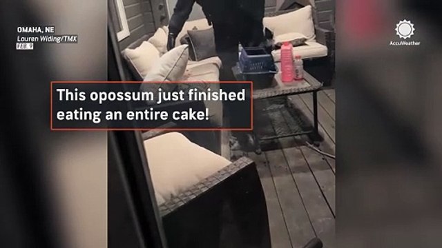 Opossum steals and devours entire chocolate cake