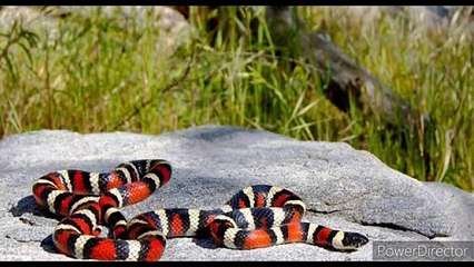 Facts about snakes