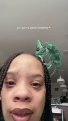 Chameleon Climbs Onto Woman's Head