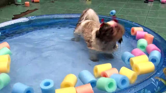 Cuidados com os pets no verão: evite o sol forte e proteja seu animal