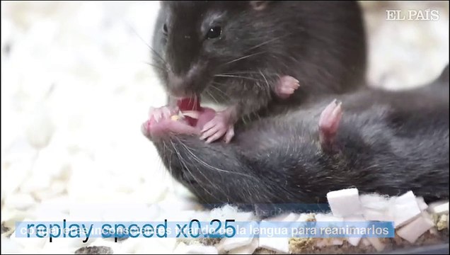 Los ratones que ayudan a sus camaradas caídos