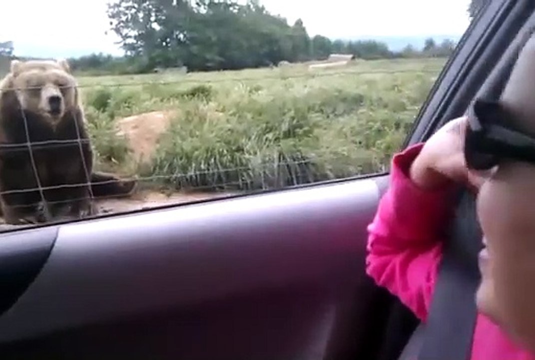 Polite Bear Waves Hello - a waving bear