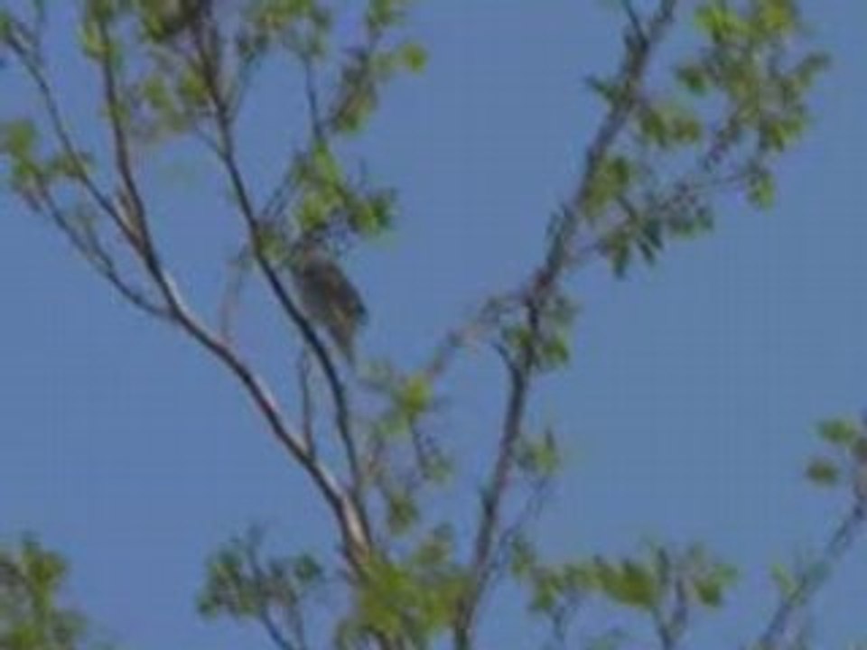 Bird.song