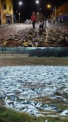 La ville où il pleut des poissons ?! 😳
