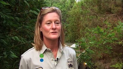 What Are Things You Should Look Out For in a Newborn Panda Cub?