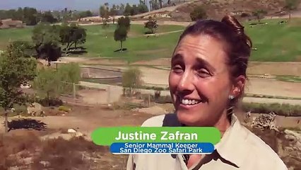 This Wild Donkey Loves Spending Time With His Mom! Check Out What They Do Day to Day